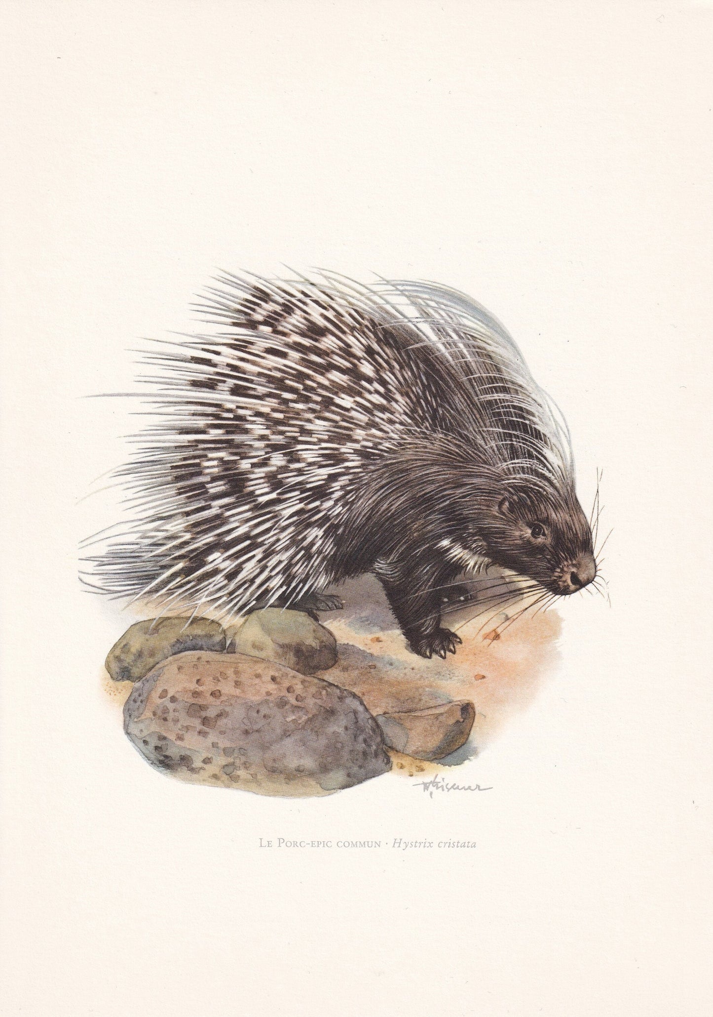 1960 CRESTED PORCUPINE Print - Vintage Animal Print - Animal Illustration - Animal Wall Art - Vintage Mammal Print - 7.5 x 10.6 Inches
