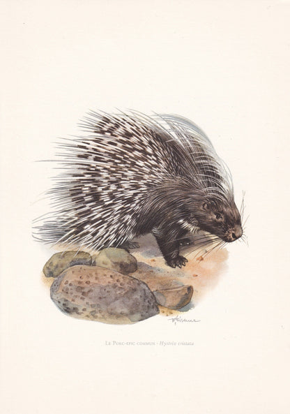 1960 CRESTED PORCUPINE Print - Vintage Animal Print - Animal Illustration - Animal Wall Art - Vintage Mammal Print - 7.5 x 10.6 Inches