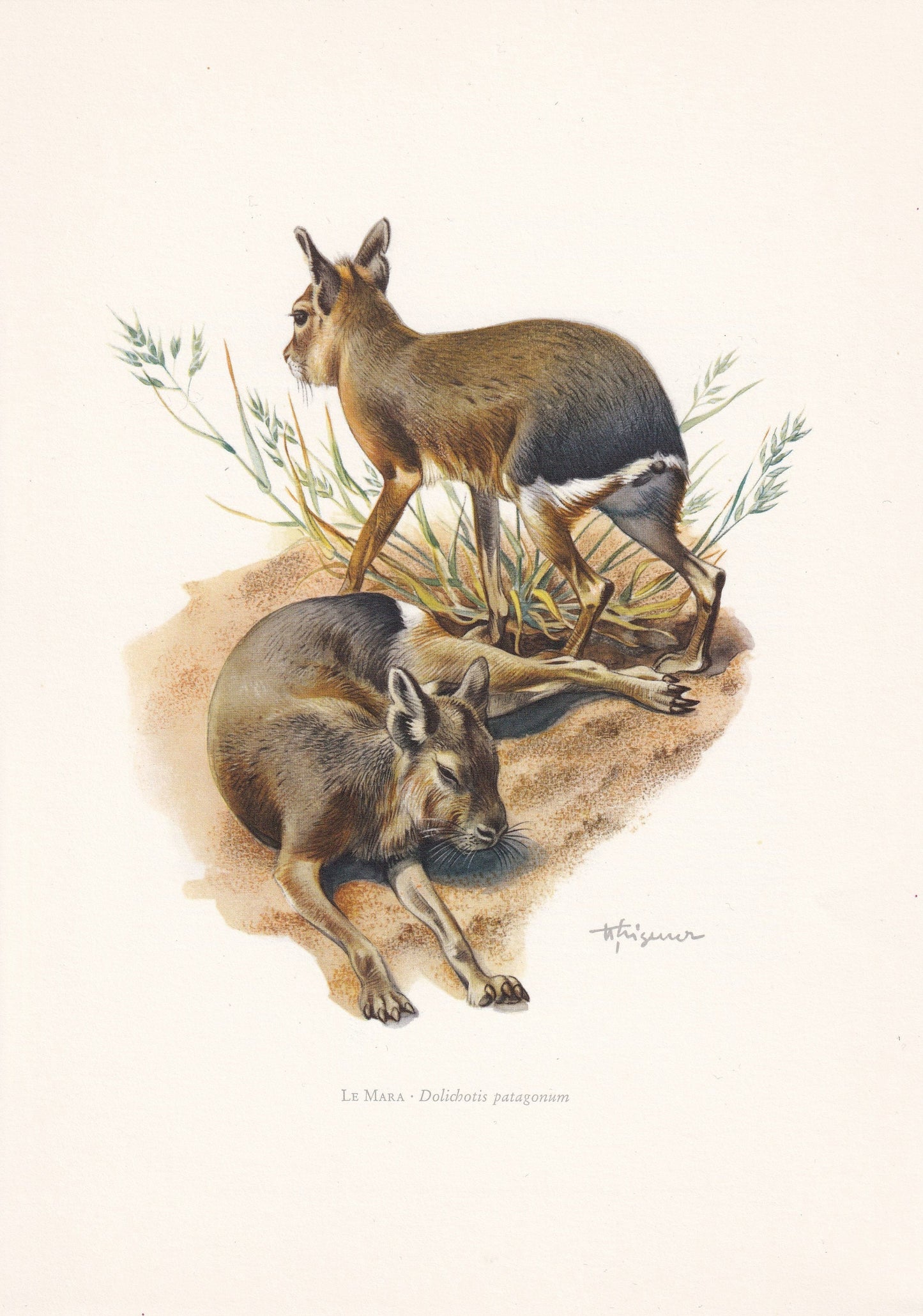 1960 PATAGONIAN MARA Print - Vintage Animal Print - Animal Illustration - Animal Wall Art - Vintage Mammal Print - 7.5 x 10.6