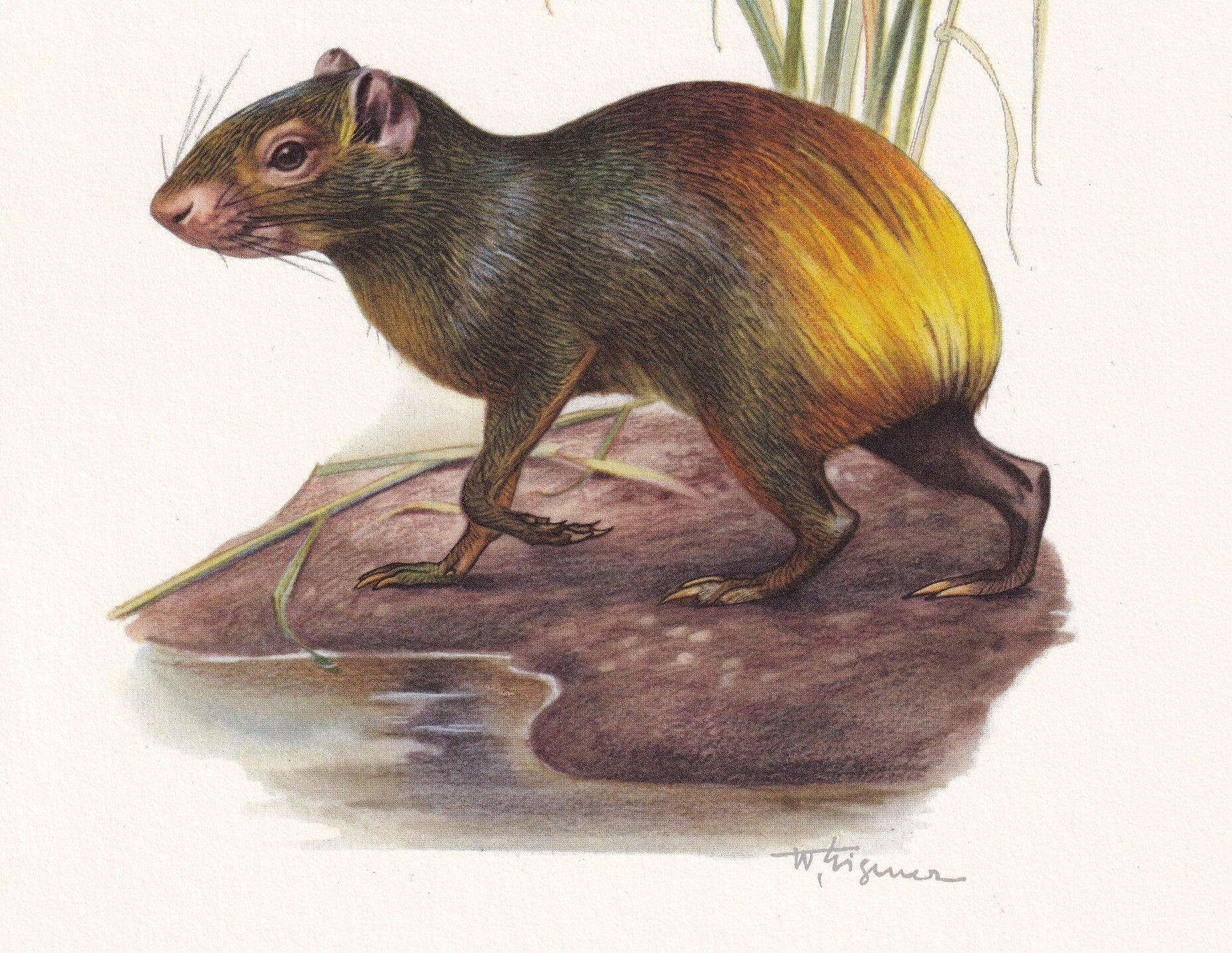 1960 AGOUTI Print - Vintage Animal Print - Animal Illustration - Animal Wall Art - Vintage Mammal Print - 7.5 x 10.6 Inches