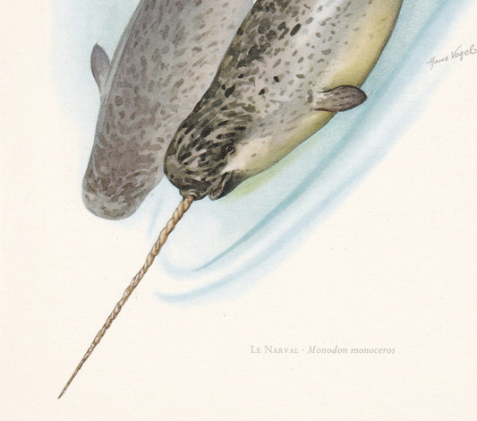 1960 NARWHAL Print - Vintage Animal Print - Animal Illustration - Animal Wall Art - Vintage Mammal Print - 7.5 x 10.6 Inches