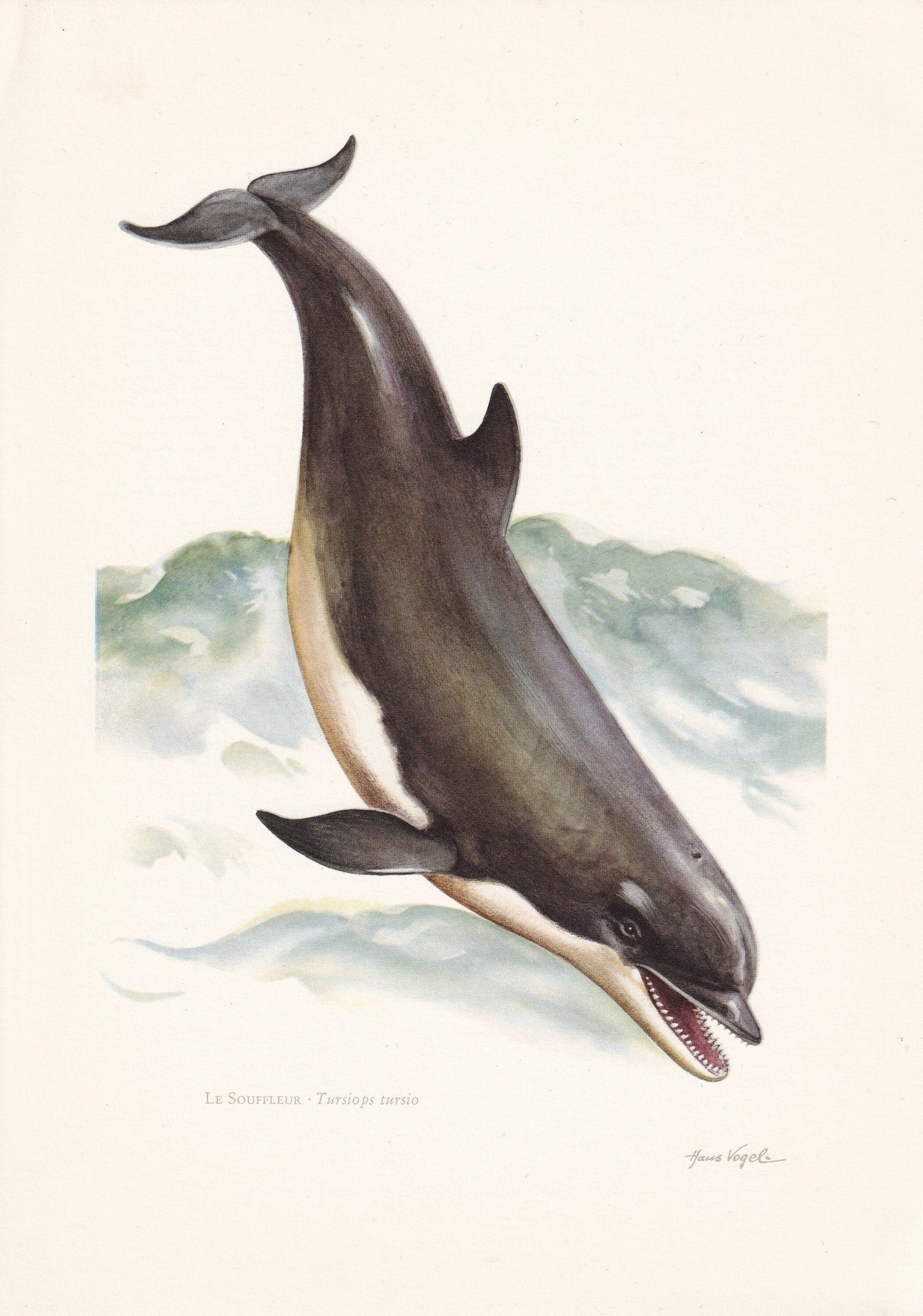 1960 BOTTLENOSE DOLPHIN Print - Vintage Animal Print - Animal Illustration - Animal Wall Art - Vintage Mammal Print - 7.5 x 1