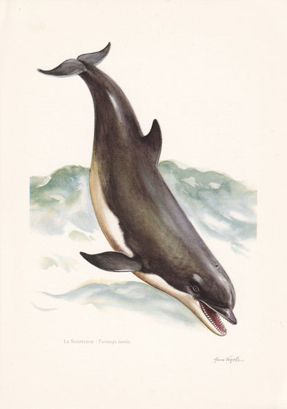 1960 BOTTLENOSE DOLPHIN Print - Vintage Animal Print - Animal Illustration - Animal Wall Art - Vintage Mammal Print - 7.5 x 1