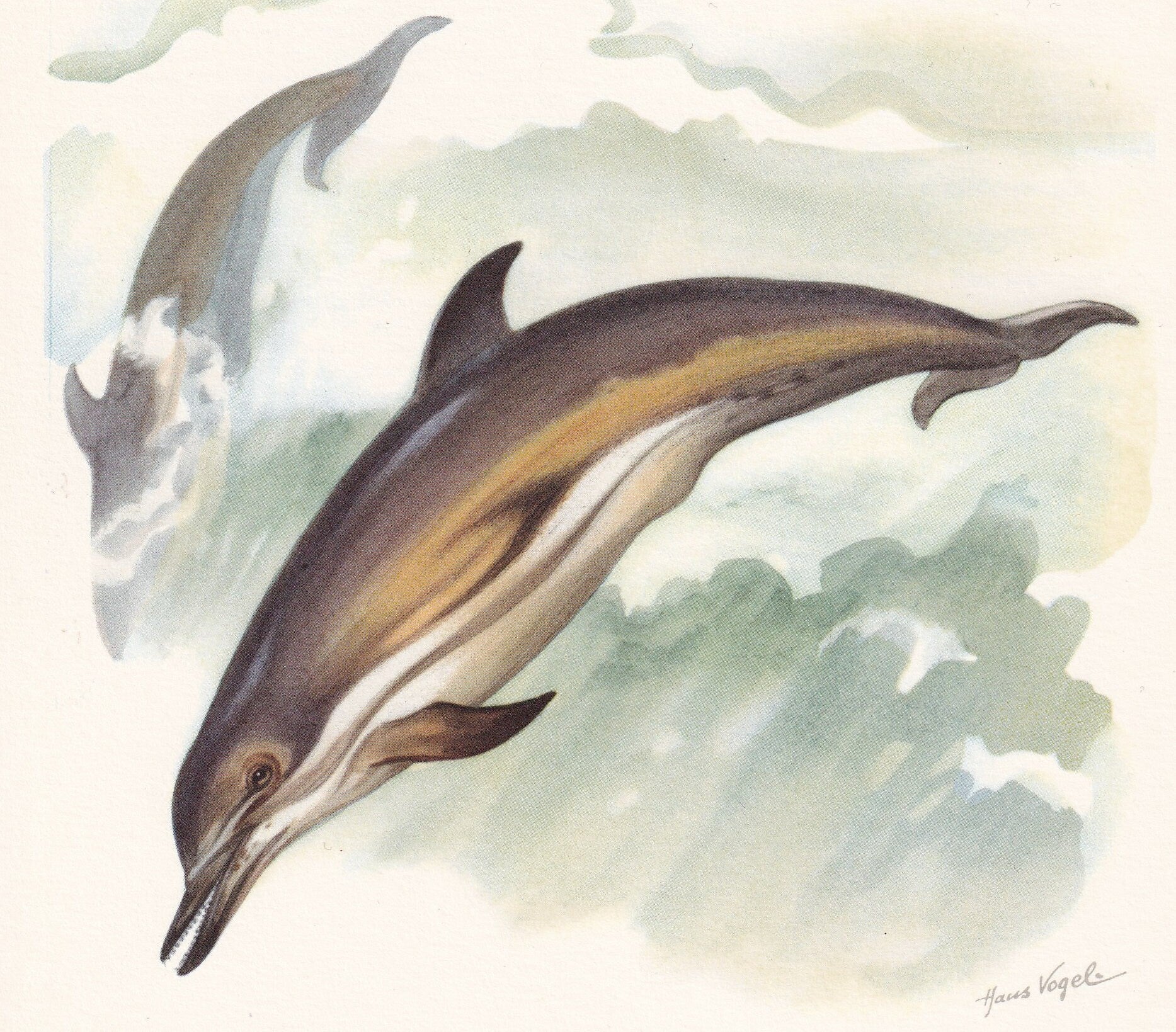 1960 COMMON DOLPHIN Print - Vintage Animal Print - Animal Illustration - Animal Wall Art - Vintage Mammal Print - 7.5 x 10.6 Inches