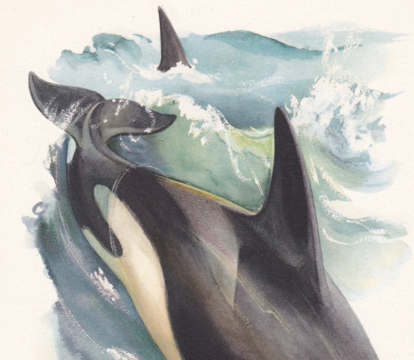 1960 ORCA KILLER WHALE Print - Vintage Animal Print - Animal Illustration - Animal Wall Art - Vintage Mammal Print - 7.5 x 10.6 Inches