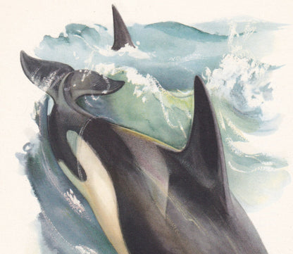 1960 ORCA KILLER WHALE Print - Vintage Animal Print - Animal Illustration - Animal Wall Art - Vintage Mammal Print - 7.5 x 10.6 Inches