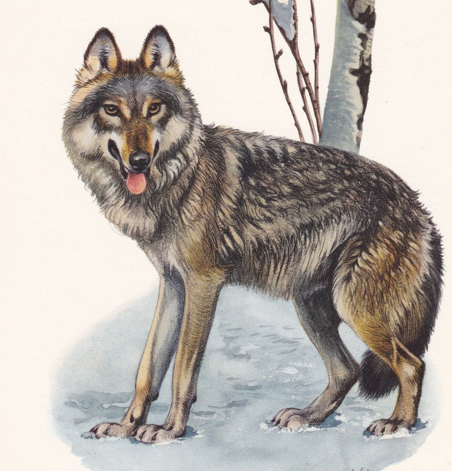 1960 GREY WOLF Print - Vintage Animal Print - Animal Illustration - Animal Wall Art - Vintage Mammal Print - 7.5 x 10.6 Inche