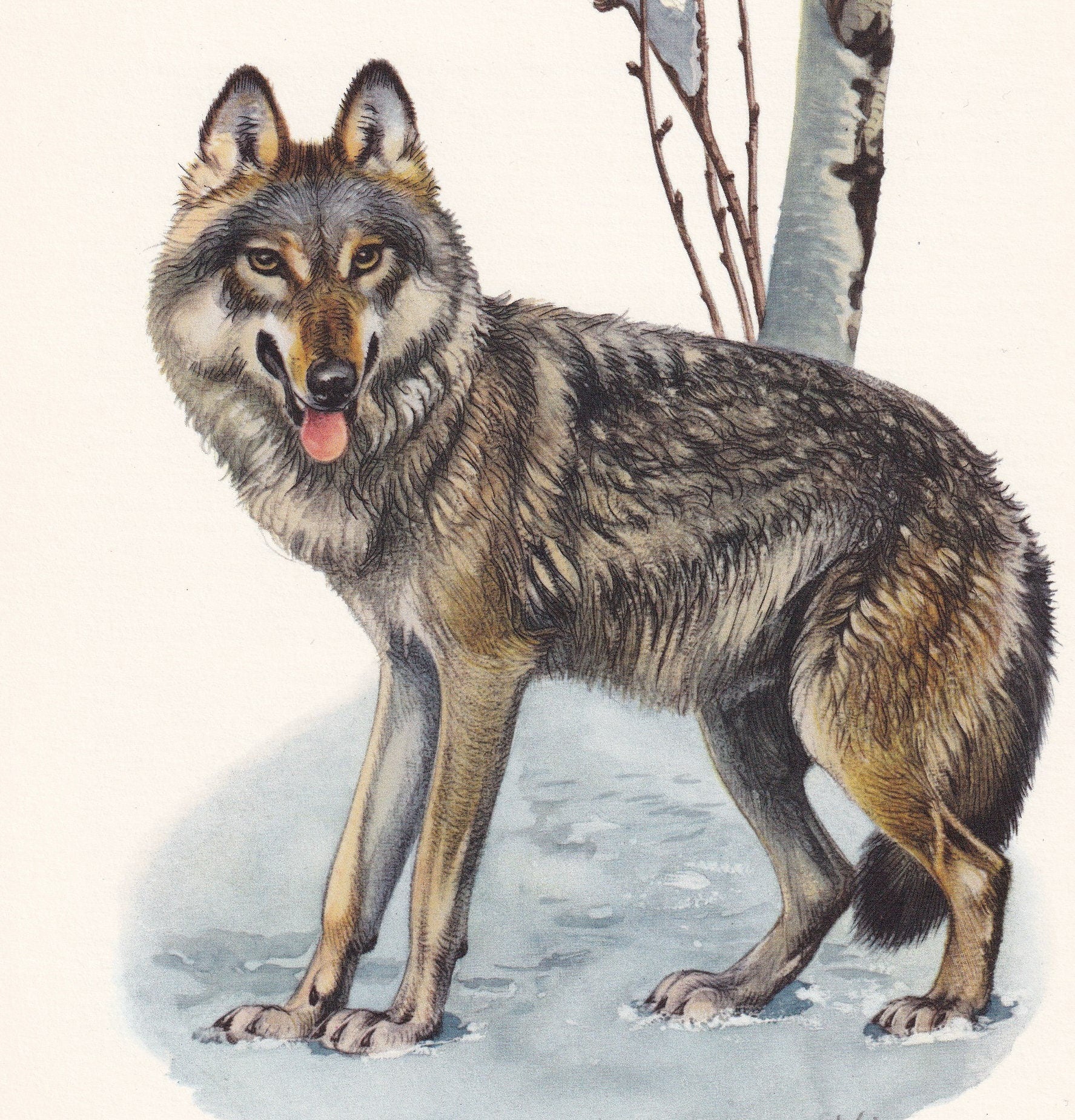 1960 GREY WOLF Print - Vintage Animal Print - Animal Illustration - Animal Wall Art - Vintage Mammal Print - 7.5 x 10.6 Inche