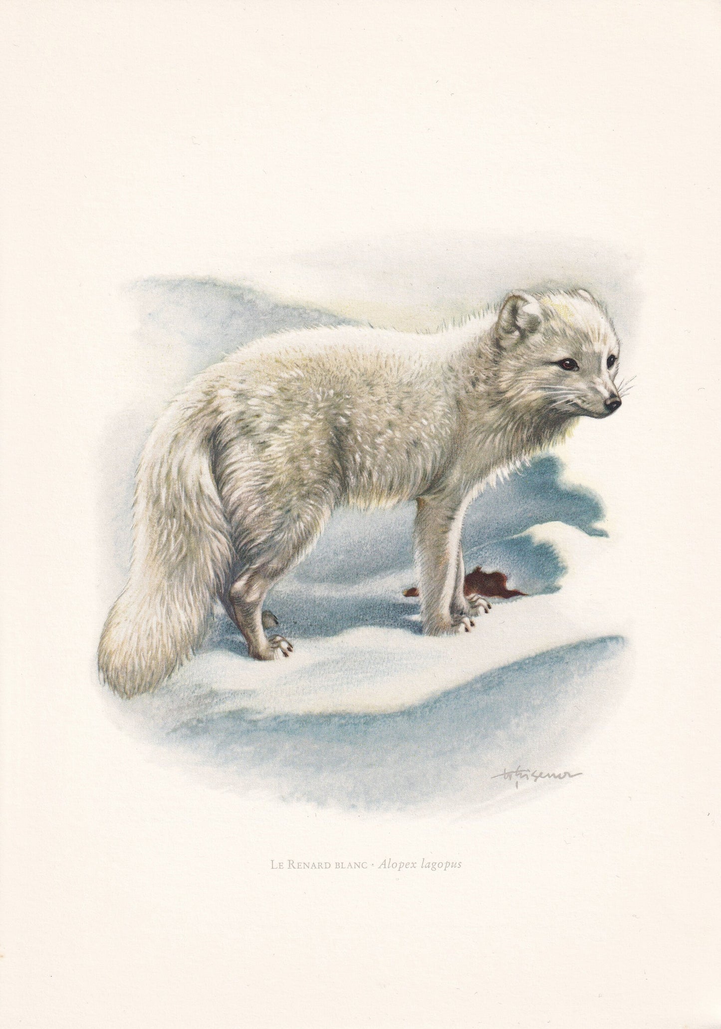 1960 ARCTIC FOX Print - Vintage Animal Print - Animal Illustration - Animal Wall Art - Vintage Mammal Print - 7.5 x 10.6 Inches
