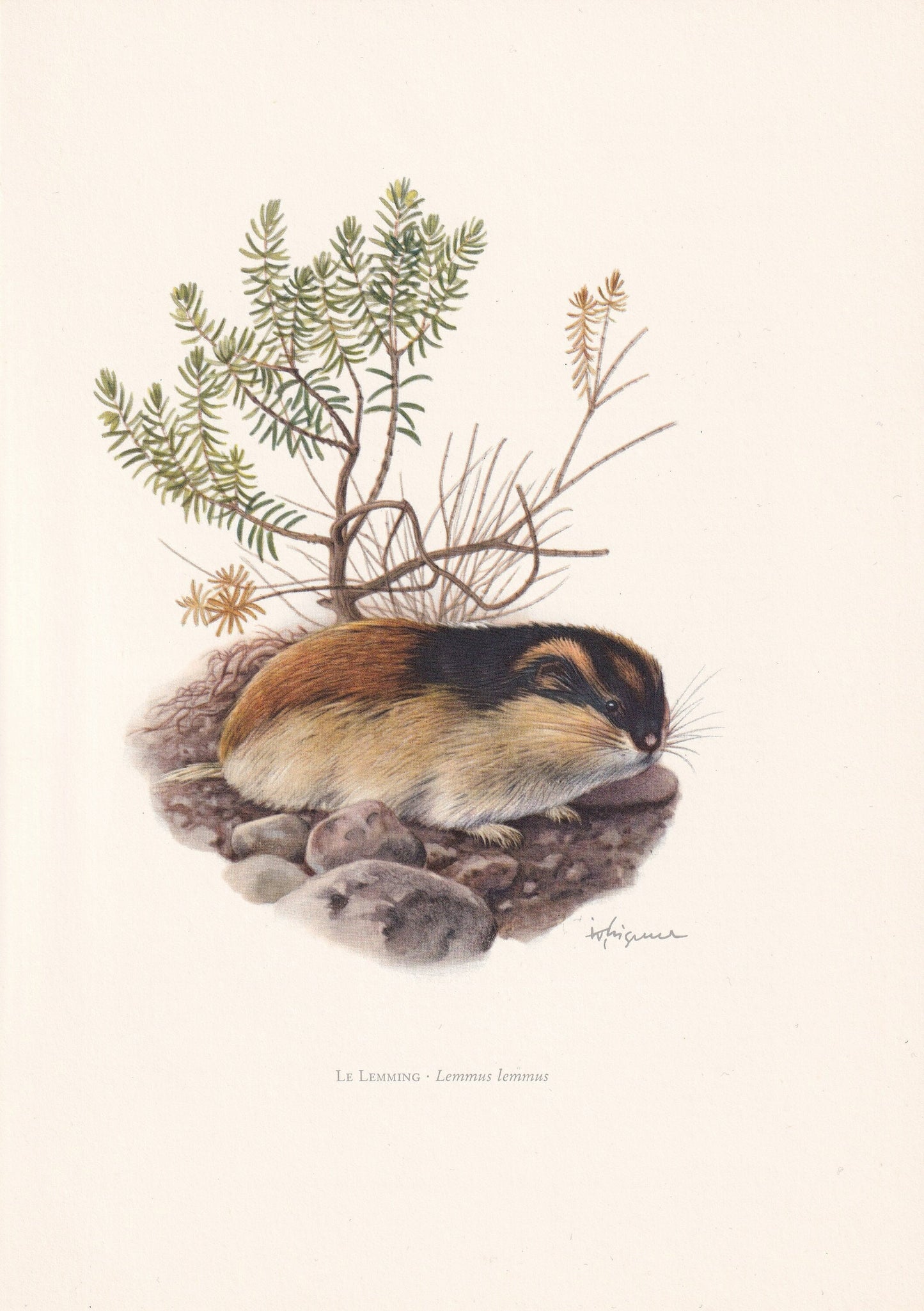 1960 NORWAY LEMMING Print - Vintage Animal Print - Animal Illustration - Animal Wall Art - Vintage Mammal Print - 7.5 x 10.6 