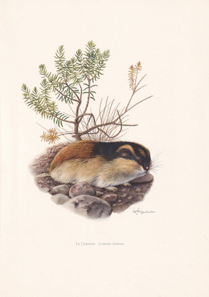 1960 NORWAY LEMMING Print - Vintage Animal Print - Animal Illustration - Animal Wall Art - Vintage Mammal Print - 7.5 x 10.6 