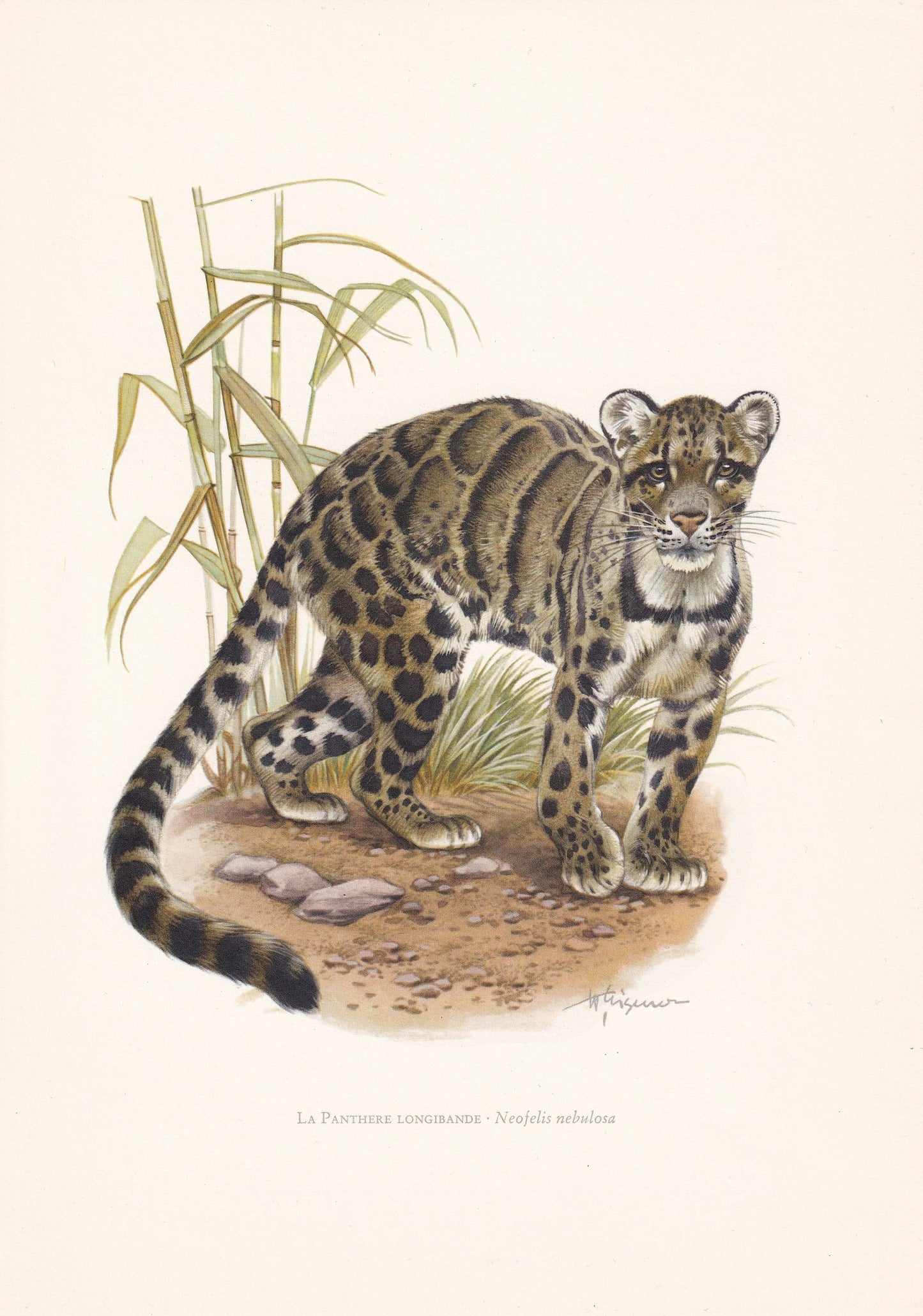 1960 CLOUDED LEOPARD Print - Vintage Animal Print - Animal Illustration - Animal Wall Art - Vintage Big Cat Print - 7.5 x 10.6 Inches