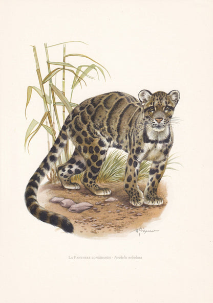 1960 CLOUDED LEOPARD Print - Vintage Animal Print - Animal Illustration - Animal Wall Art - Vintage Big Cat Print - 7.5 x 10.6 Inches