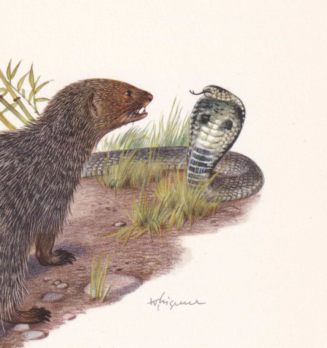 1960 INDIAN GREY MONGOOSE Print - Vintage Animal Print - Animal Illustration - Animal Wall Art - Vintage Mammal Print - 7.5 x 10.6 Inches