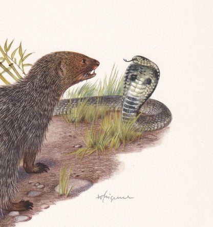 1960 INDIAN GREY MONGOOSE Print - Vintage Animal Print - Animal Illustration - Animal Wall Art - Vintage Mammal Print - 7.5 x 10.6 Inches