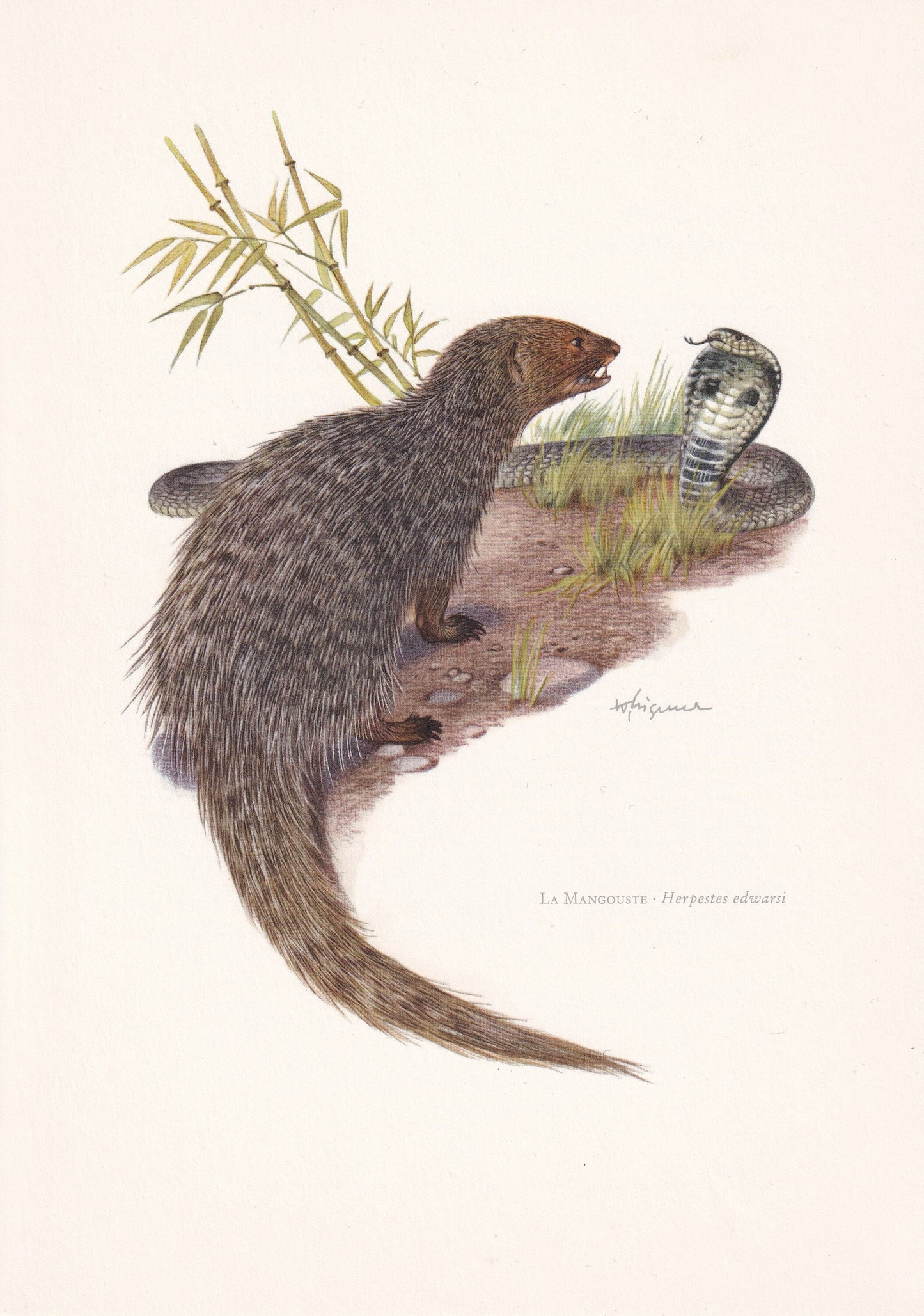 1960 INDIAN GREY MONGOOSE Print - Vintage Animal Print - Animal Illustration - Animal Wall Art - Vintage Mammal Print - 7.5 x