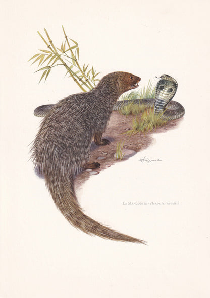 1960 INDIAN GREY MONGOOSE Print - Vintage Animal Print - Animal Illustration - Animal Wall Art - Vintage Mammal Print - 7.5 x