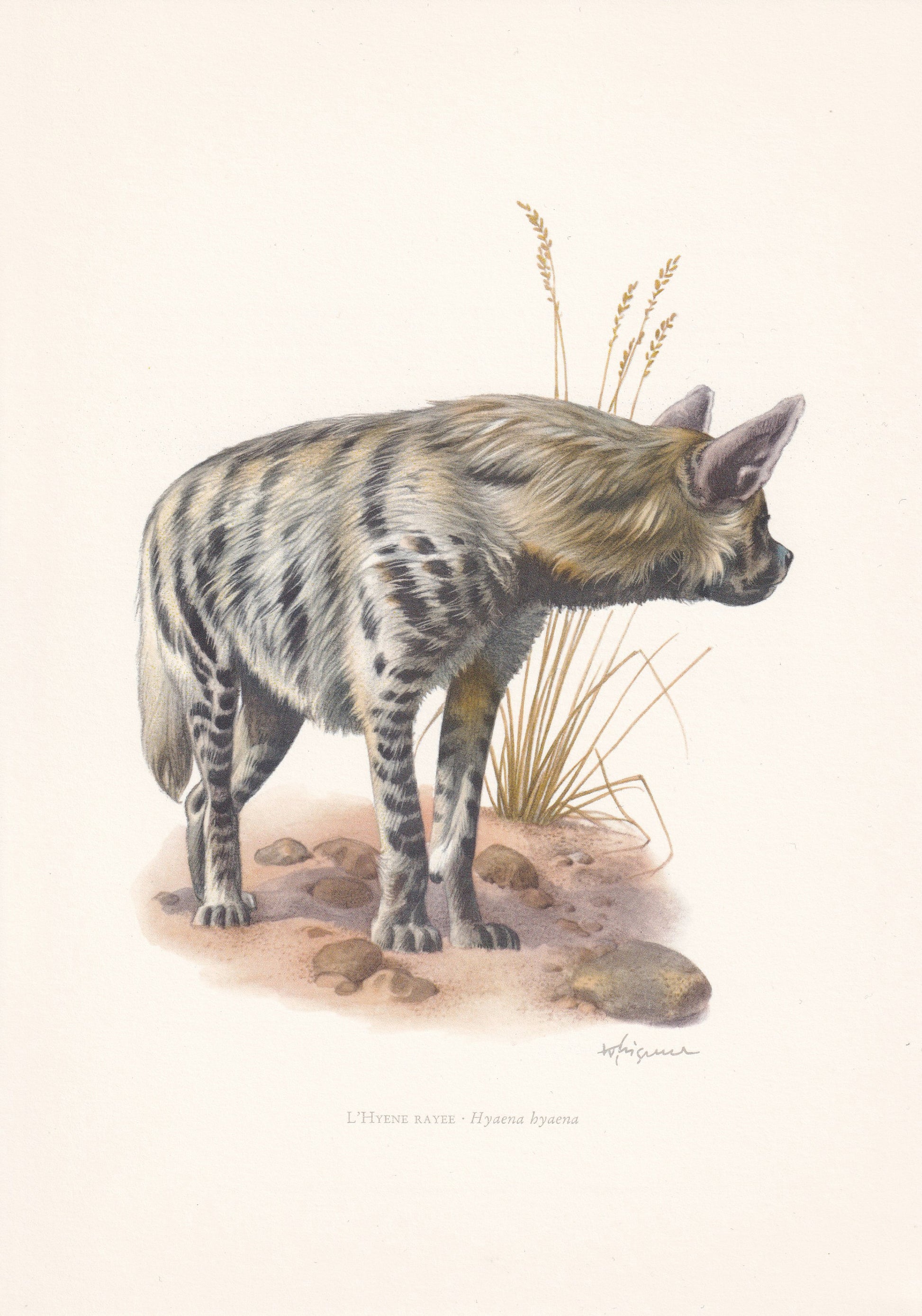 1960 STRIPED HYENA Print - Vintage Animal Print - Animal Illustration - Animal Wall Art - Vintage Mammal Print - 7.5 x 10.6 Inches
