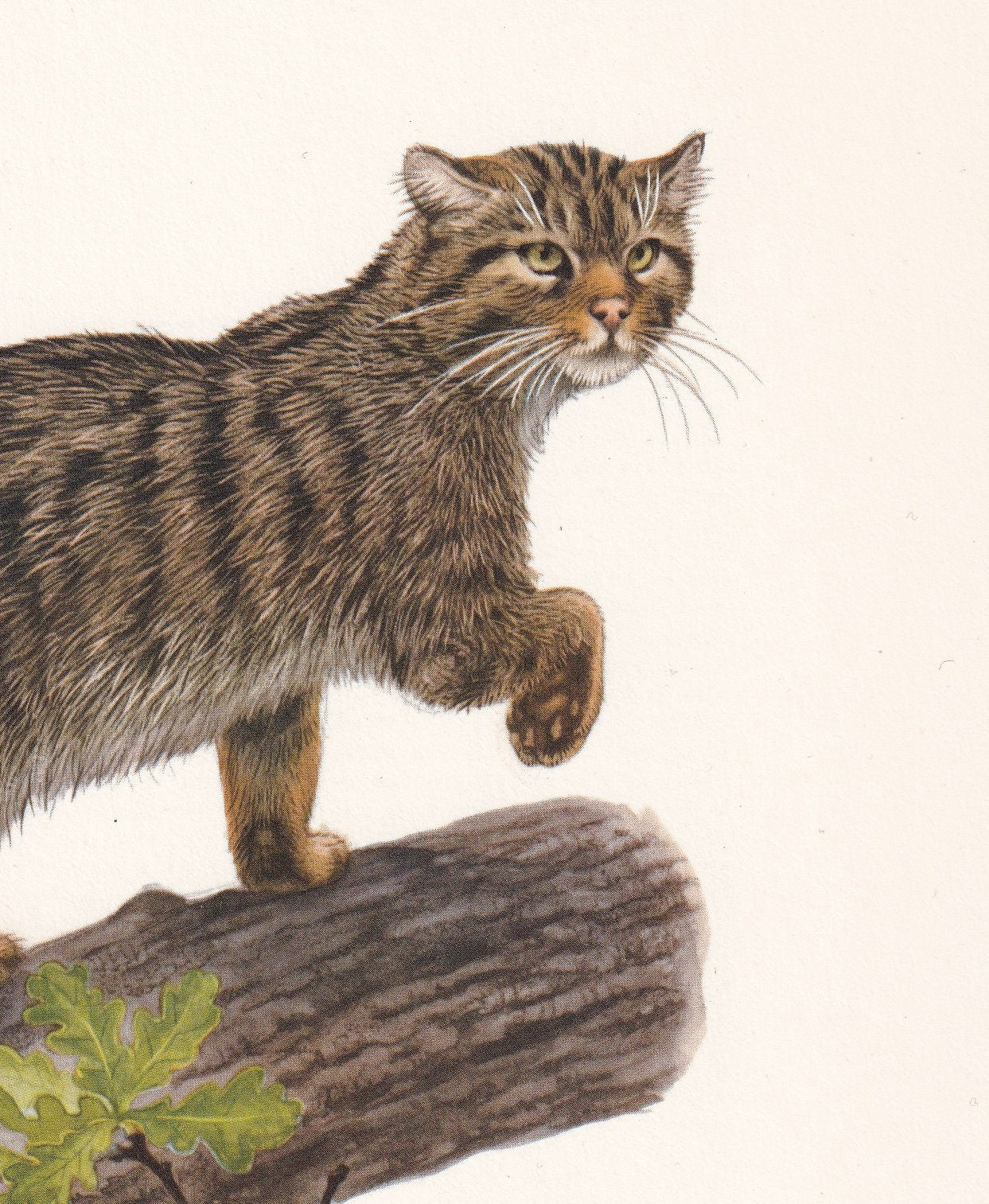 1960 WILDCAT Print - Vintage Animal Print - Animal Illustration - Animal Wall Art - Vintage Big Cat Print - 7.5 x 10.6 Inches