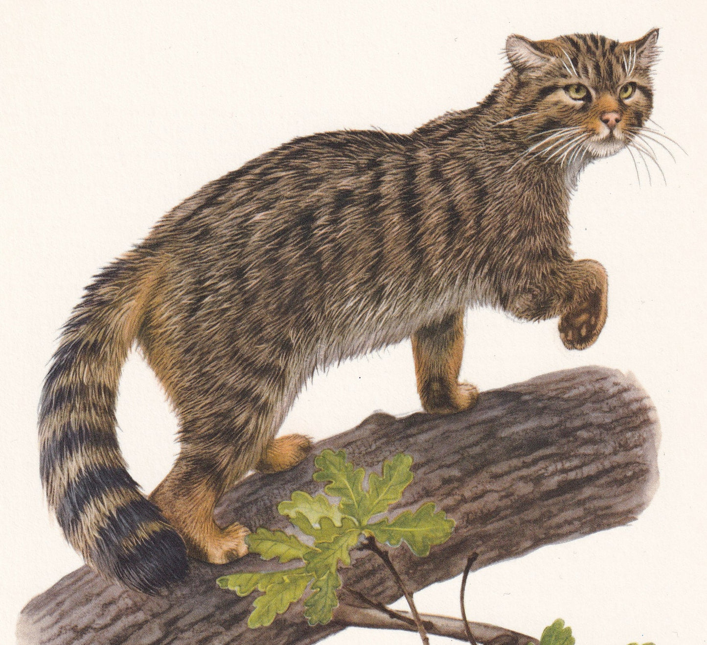 1960 WILDCAT Print - Vintage Animal Print - Animal Illustration - Animal Wall Art - Vintage Big Cat Print - 7.5 x 10.6 Inches