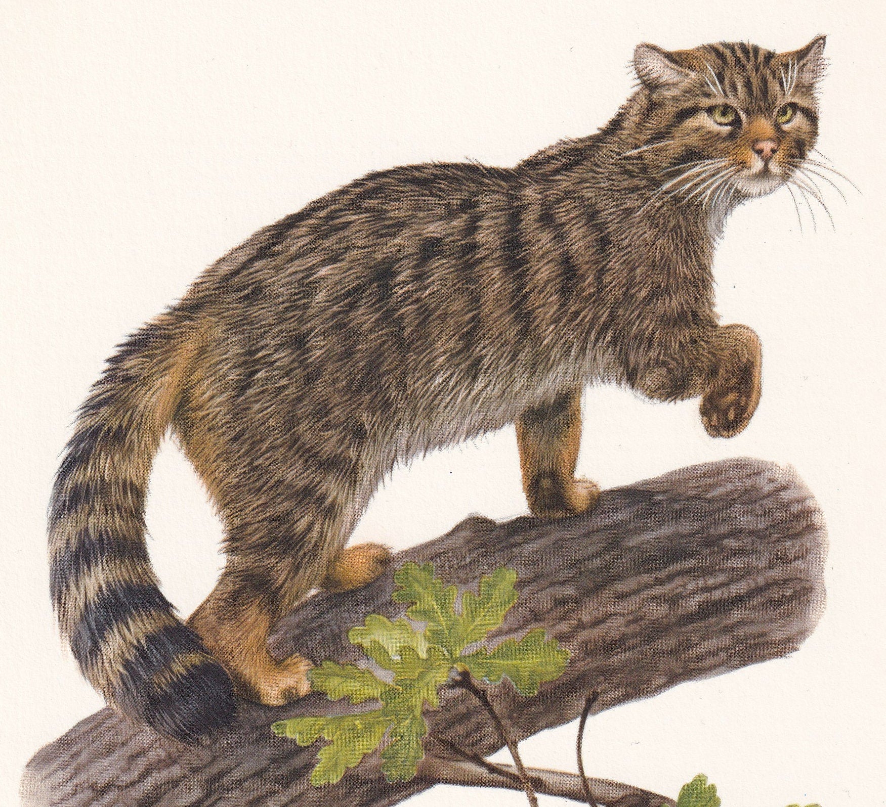 1960 WILDCAT Print - Vintage Animal Print - Animal Illustration - Animal Wall Art - Vintage Big Cat Print - 7.5 x 10.6 Inches