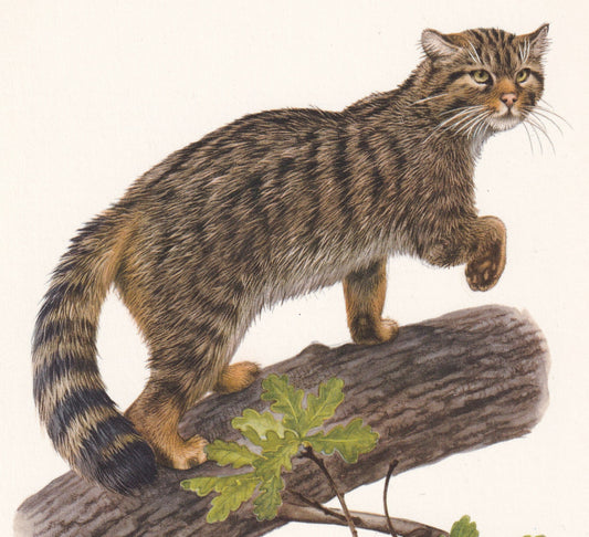 1960 WILDCAT Print - Vintage Animal Print - Animal Illustration - Animal Wall Art - Vintage Big Cat Print - 7.5 x 10.6 Inches