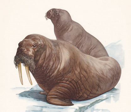1960 WALRUS Print - Vintage Animal Print - Animal Illustration - Animal Wall Art - Vintage Mammal Print - 7.5 x 10.6 Inches