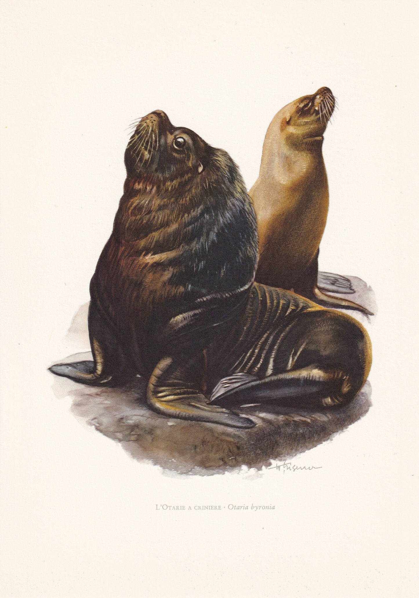 1960 SOUTHERN SEA LION Print - Vintage Animal Print - Animal Illustration - Animal Wall Art - Vintage Mammal Print - 7.5 x 10