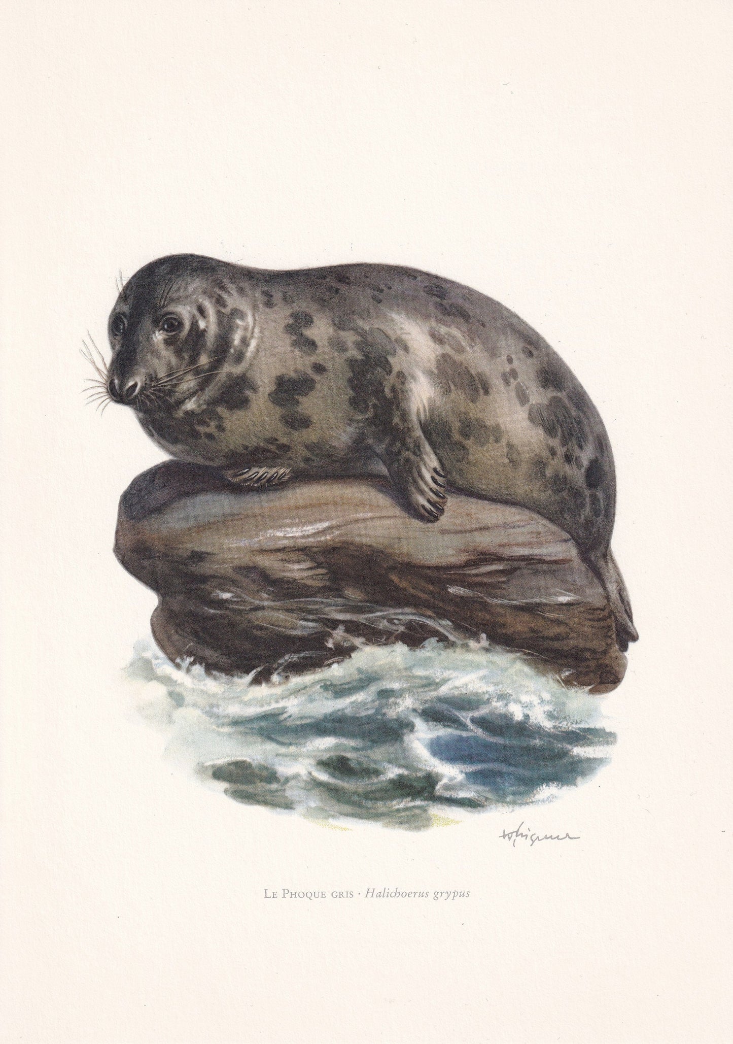 1960 GREY SEAL Print - Vintage Animal Print - Animal Illustration - Animal Wall Art - Vintage Mammal Print - 7.5 x 10.6 Inche