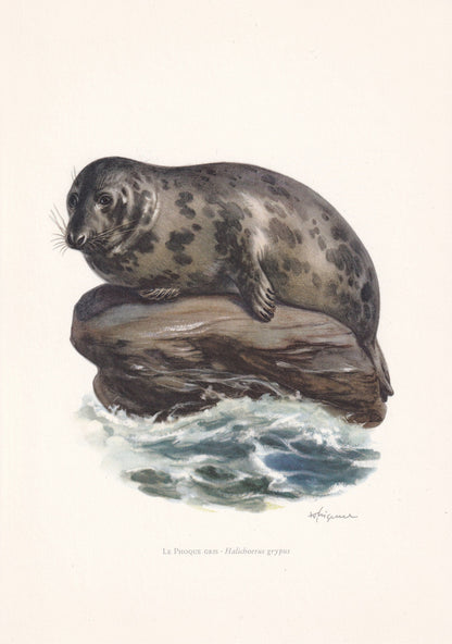 1960 GREY SEAL Print - Vintage Animal Print - Animal Illustration - Animal Wall Art - Vintage Mammal Print - 7.5 x 10.6 Inche