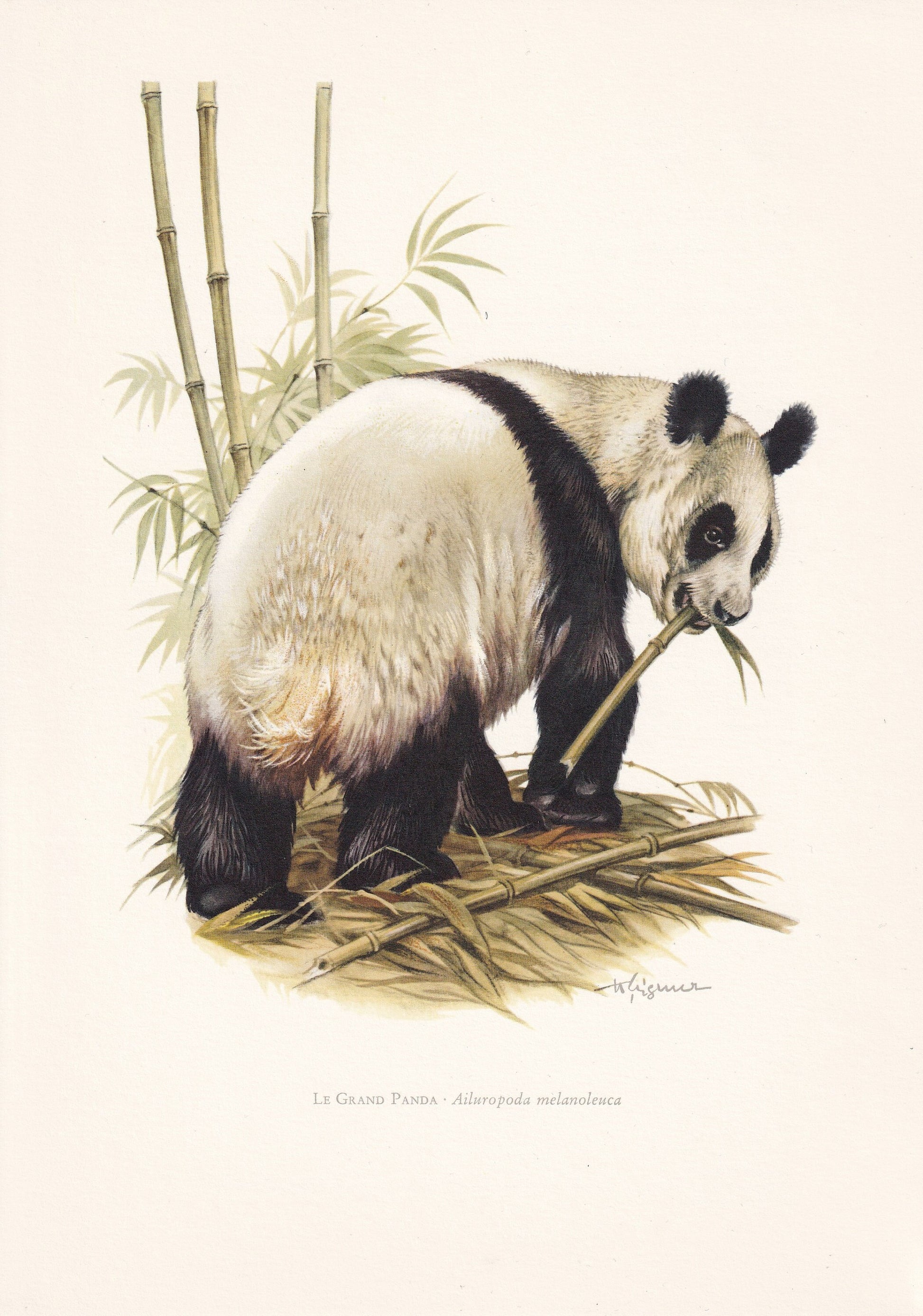 1960 GIANT PANDA Print - Vintage Animal Print - Animal Illustration - Animal Wall Art - Vintage Mammal Print - 7.5 x 10.6 Inc