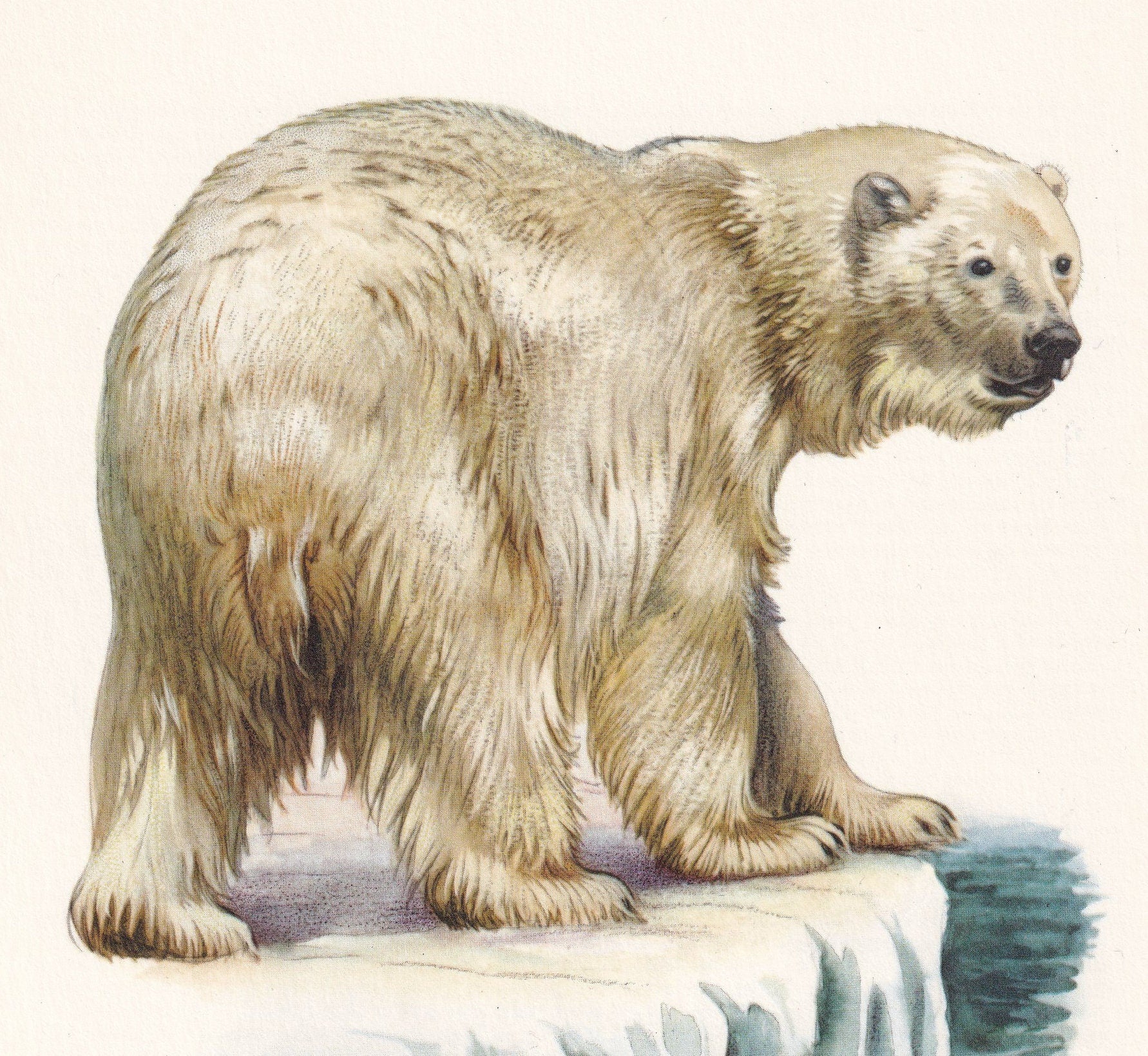 1960 POLAR BEAR Print - Vintage Animal Print - Animal Illustration - Animal Wall Art - Vintage Mammal Print - 7.5 x 10.6 Inch