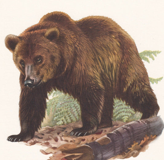 1960 BROWN BEAR Print - Vintage Animal Print - Animal Illustration - Animal Wall Art - Vintage Mammal Print - 7.5 x 10.6 Inch