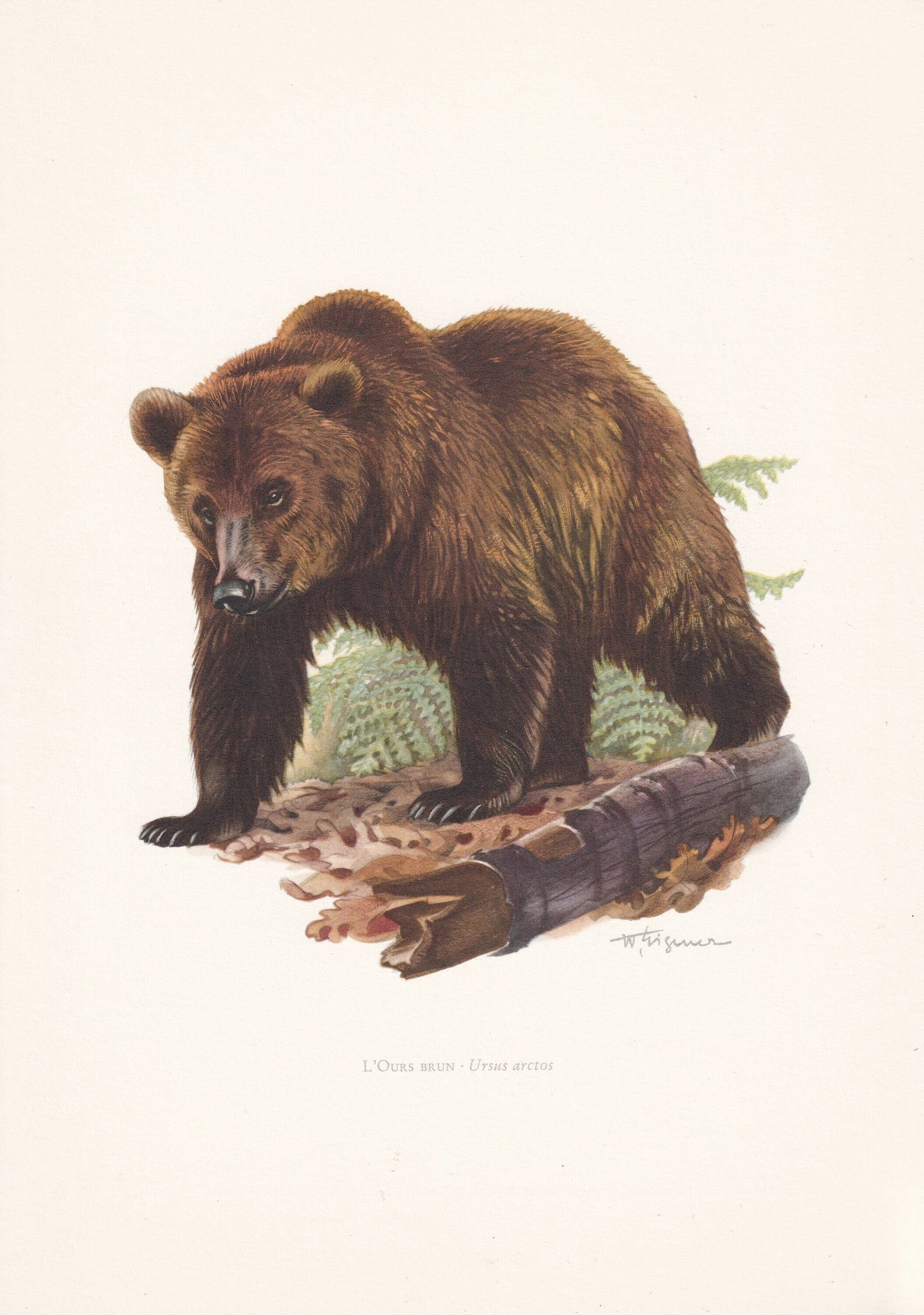 1960 BROWN BEAR Print - Vintage Animal Print - Animal Illustration - Animal Wall Art - Vintage Mammal Print - 7.5 x 10.6 Inch