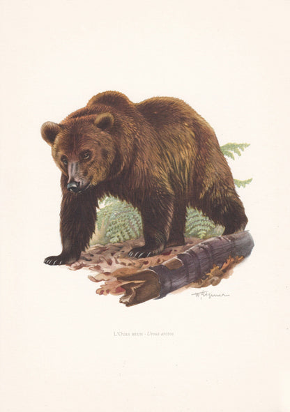 1960 BROWN BEAR Print - Vintage Animal Print - Animal Illustration - Animal Wall Art - Vintage Mammal Print - 7.5 x 10.6 Inch