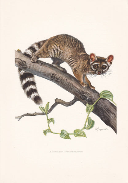 1960 RINGTAIL RACCOON Print - Vintage Animal Print - Animal Illustration - Animal Wall Art - Vintage Mammal Print - 7.5 x 10.
