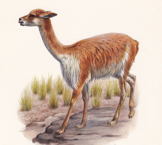 1960 VICUNA Print - Vintage Animal Print - Animal Illustration - Animal Wall Art - Vintage Mammal Print - 7.5 x 10.6 Inches