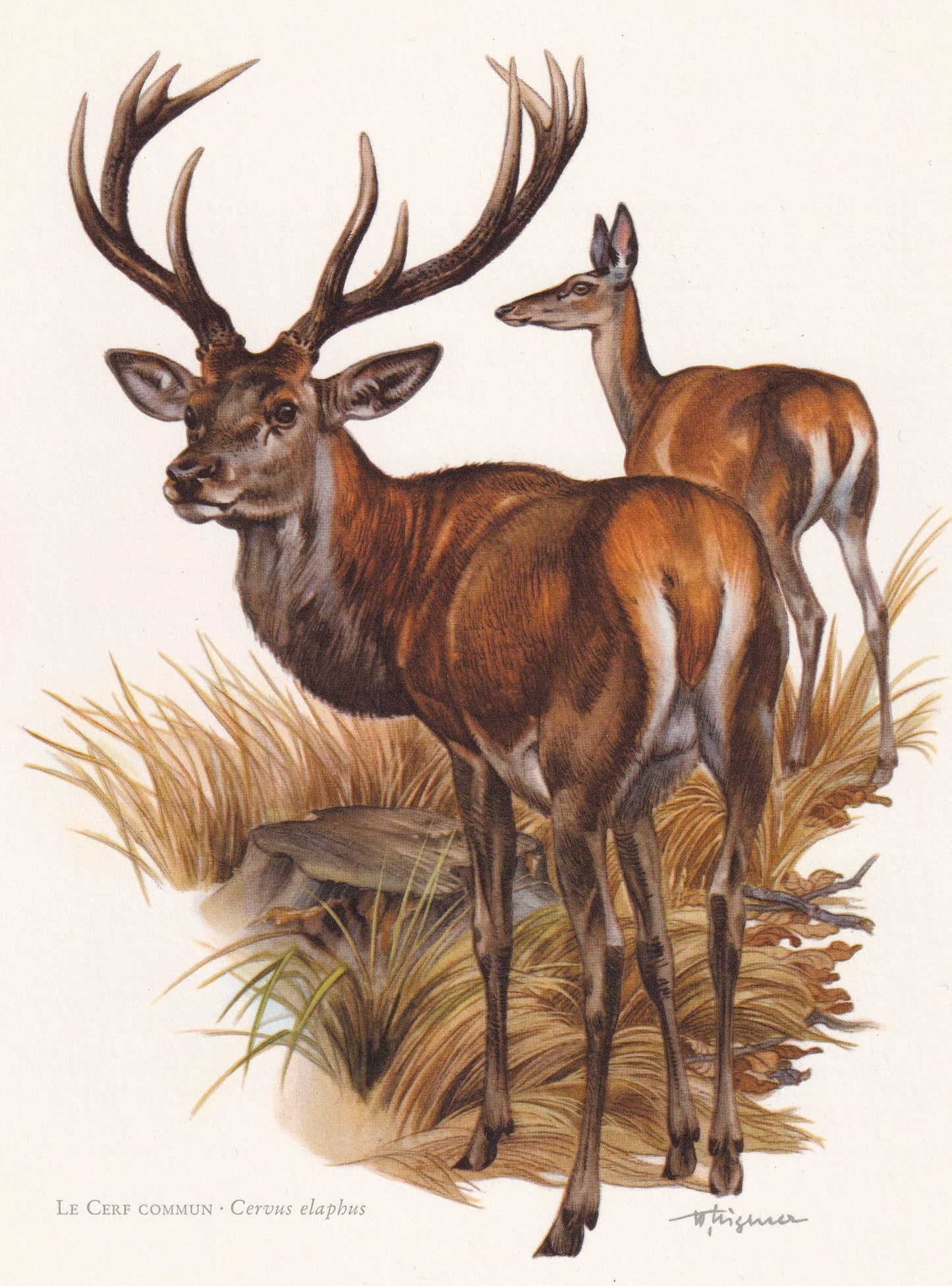 1960 RED DEER Print - Vintage Animal Print - Animal Illustration - Animal Wall Art - Vintage Mammal Print - 7.5 x 10.6 Inches