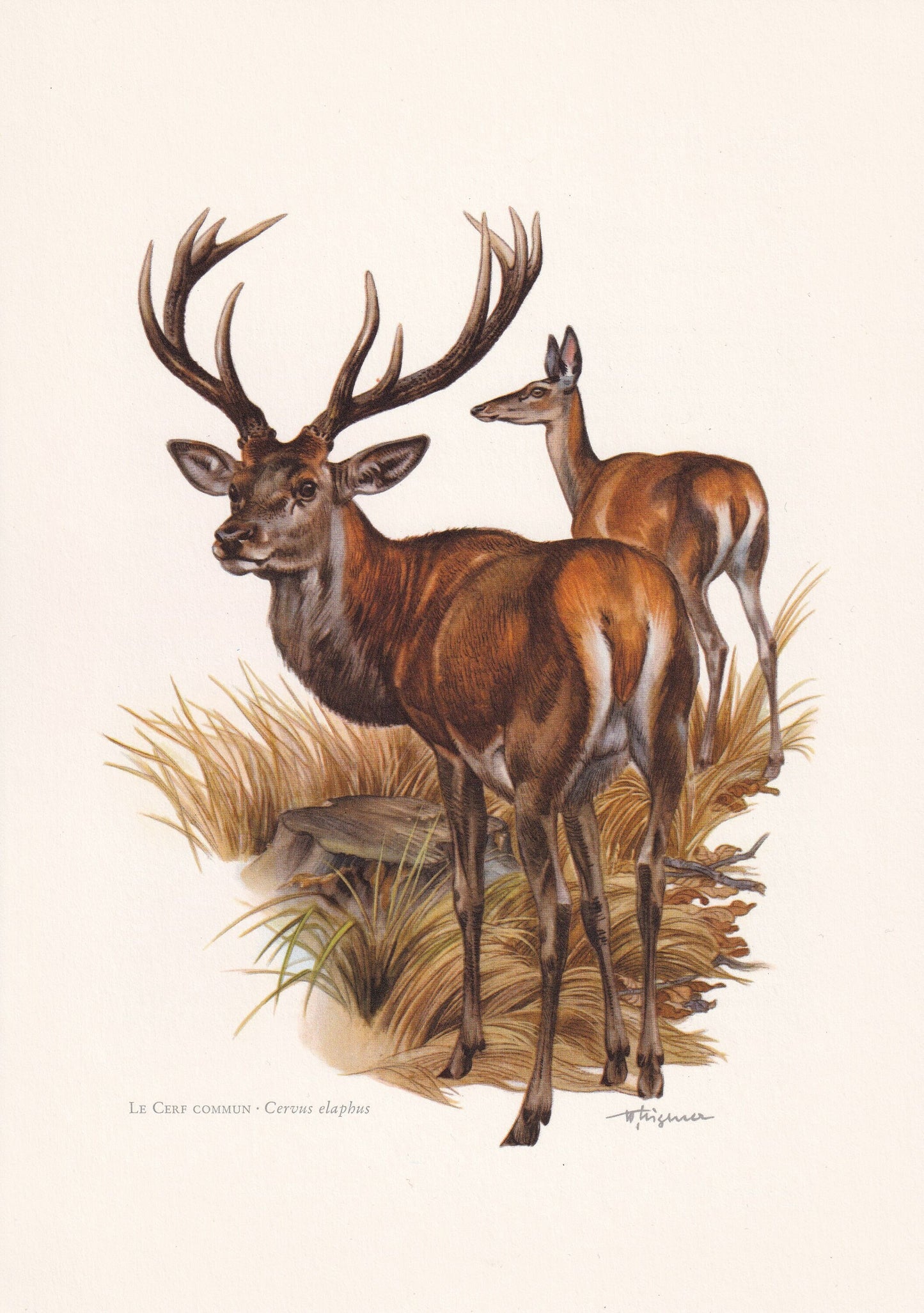 1960 RED DEER Print - Vintage Animal Print - Animal Illustration - Animal Wall Art - Vintage Mammal Print - 7.5 x 10.6 Inches