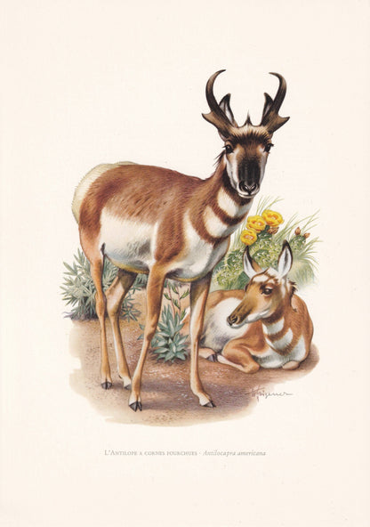 1960 PRONGHORN Print - Vintage Animal Print - Animal Illustration - Animal Wall Art - Vintage Mammal Print - 7.5 x 10.6 Inche