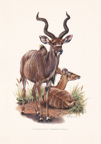 1960 GREATER KUDU Print - Vintage Animal Print - Animal Illustration - Animal Wall Art - Vintage Mammal Print - 7.5 x 10.6 In
