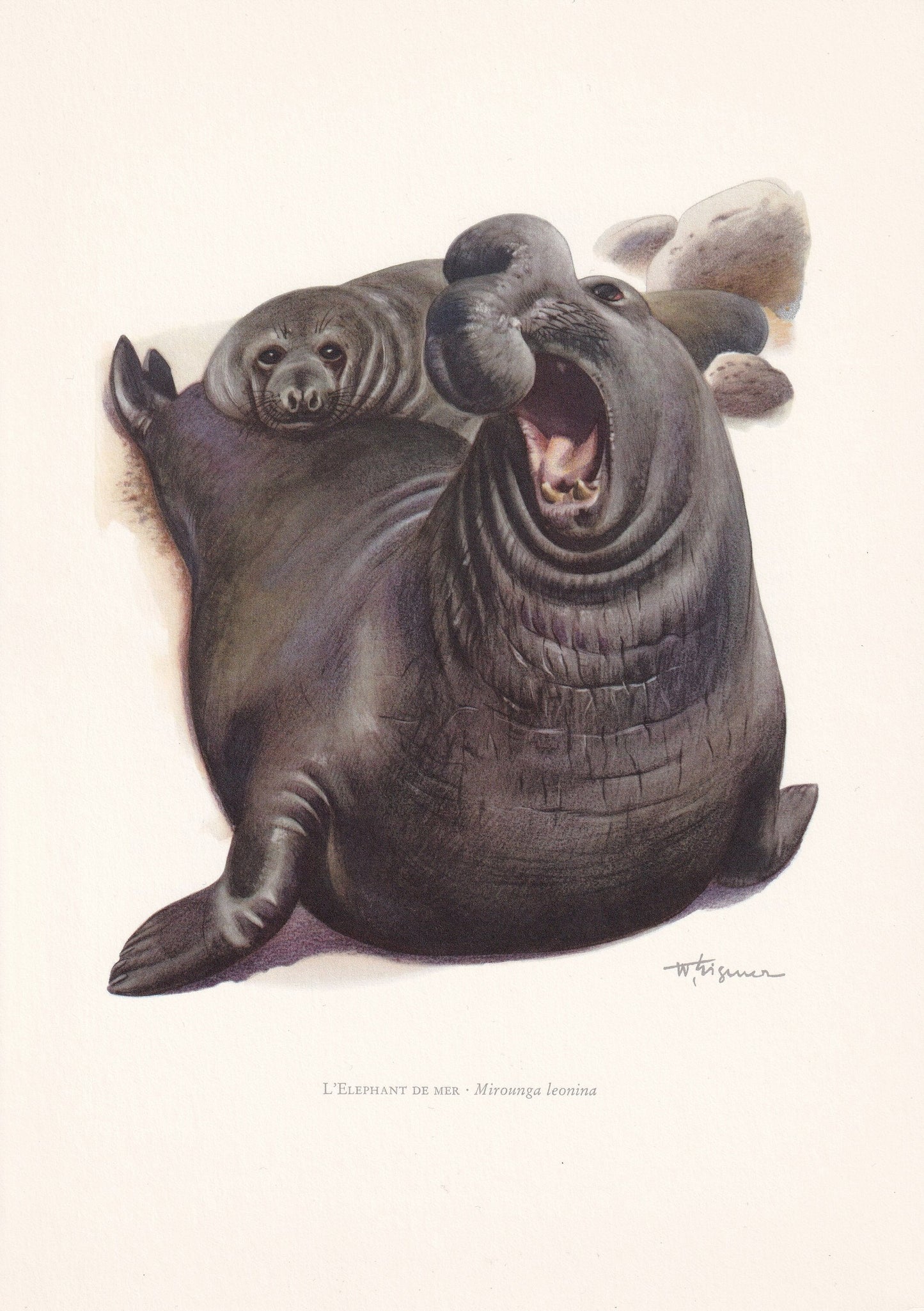 1960 SOUTHERN ELEPHANT SEAL Print - Vintage Animal Print - Animal Illustration - Animal Wall Art - Vintage Mammal Print - 7.5