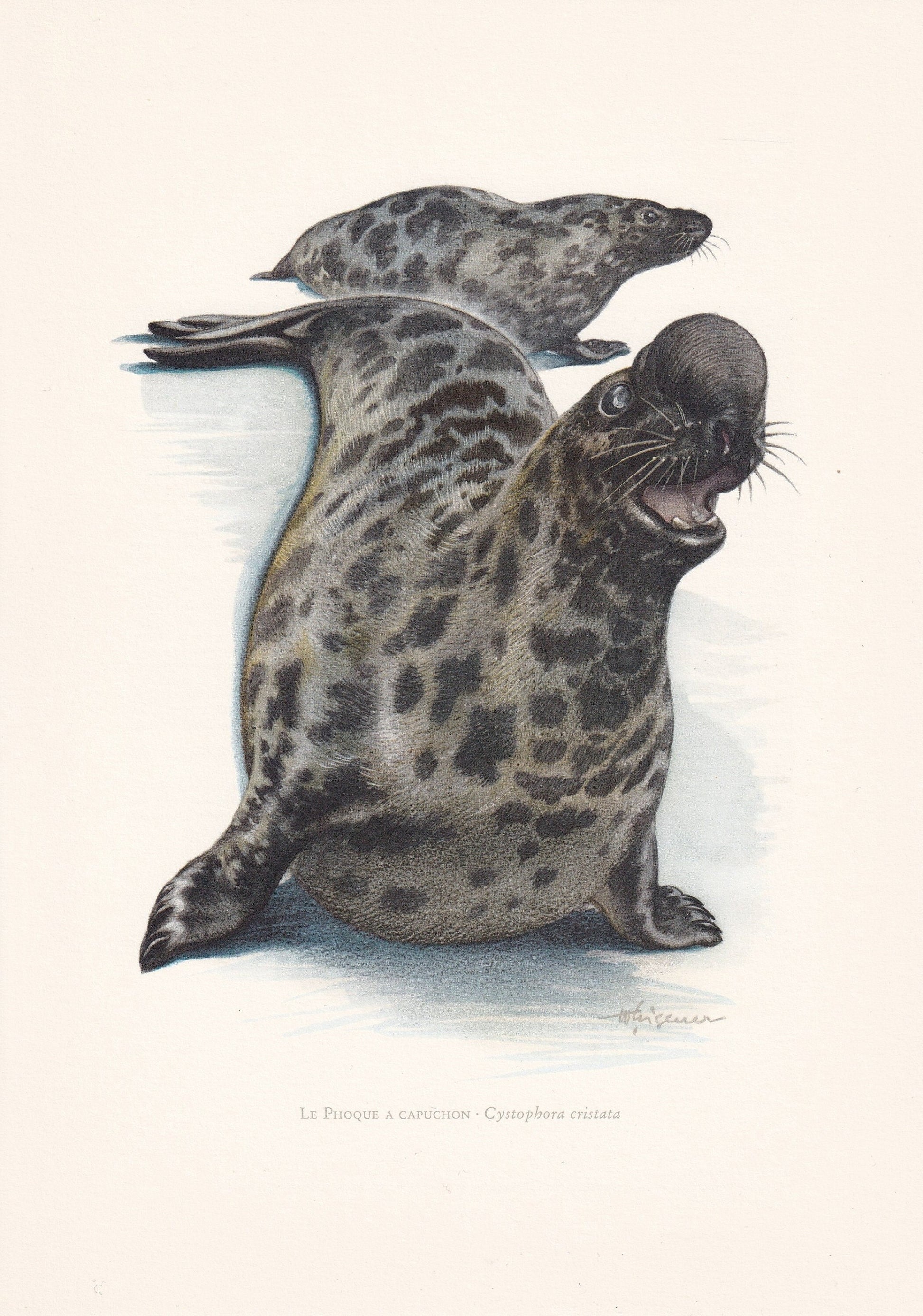1960 HOODED SEAL Print - Vintage Animal Print - Animal Illustration - Animal Wall Art - Vintage Mammal Print - 7.5 x 10.6 Inc