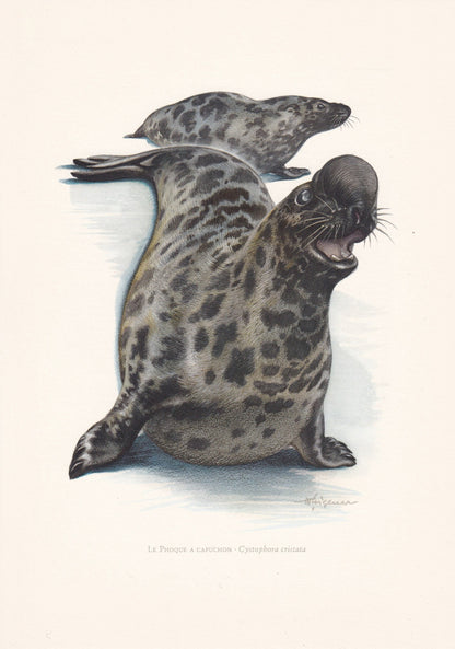 1960 HOODED SEAL Print - Vintage Animal Print - Animal Illustration - Animal Wall Art - Vintage Mammal Print - 7.5 x 10.6 Inc