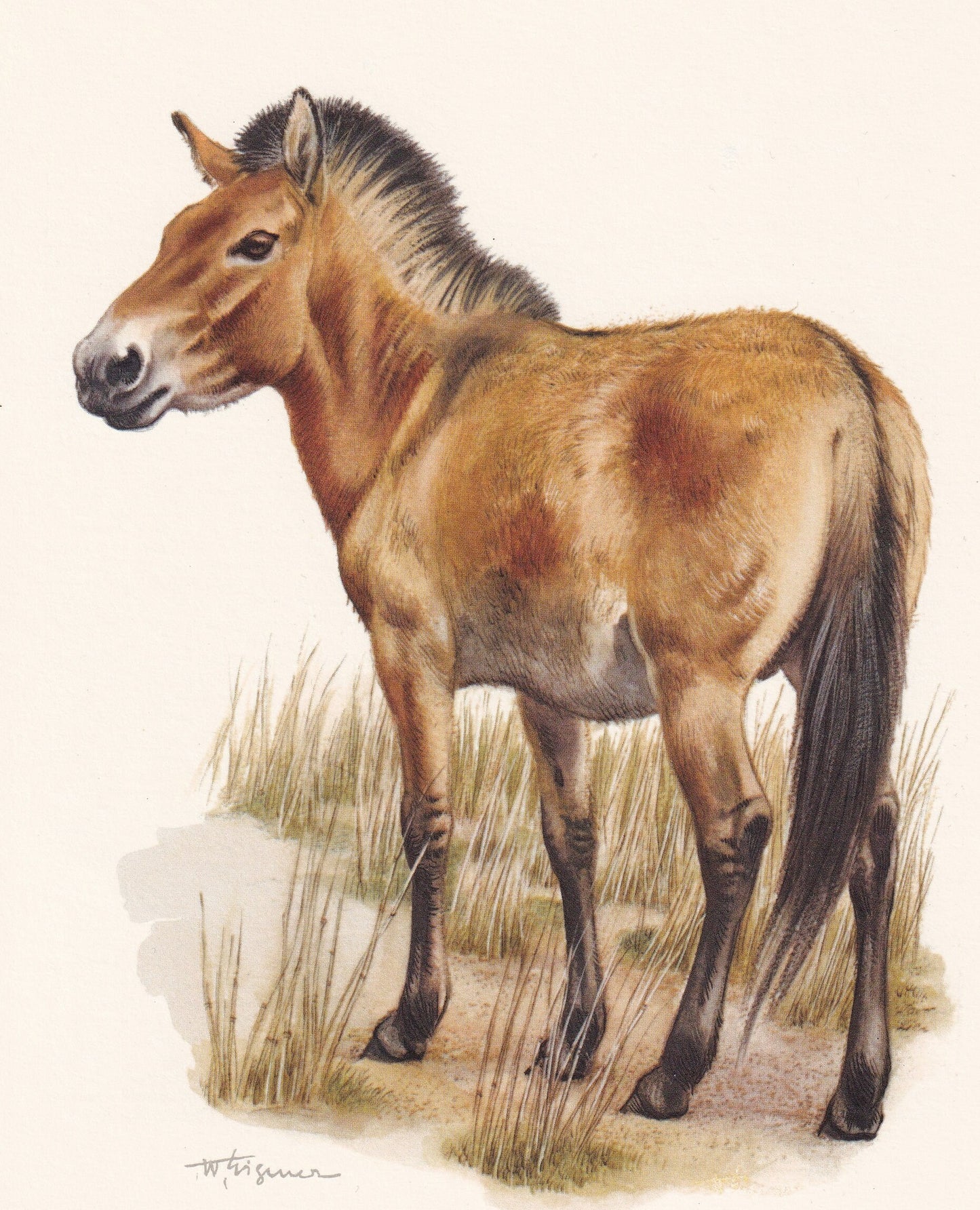 1960 PRZEWALSKI'S HORSE Print - Vintage Animal Print - Animal Illustration - Animal Wall Art - Vintage Mammal Print - 7.5 x 1