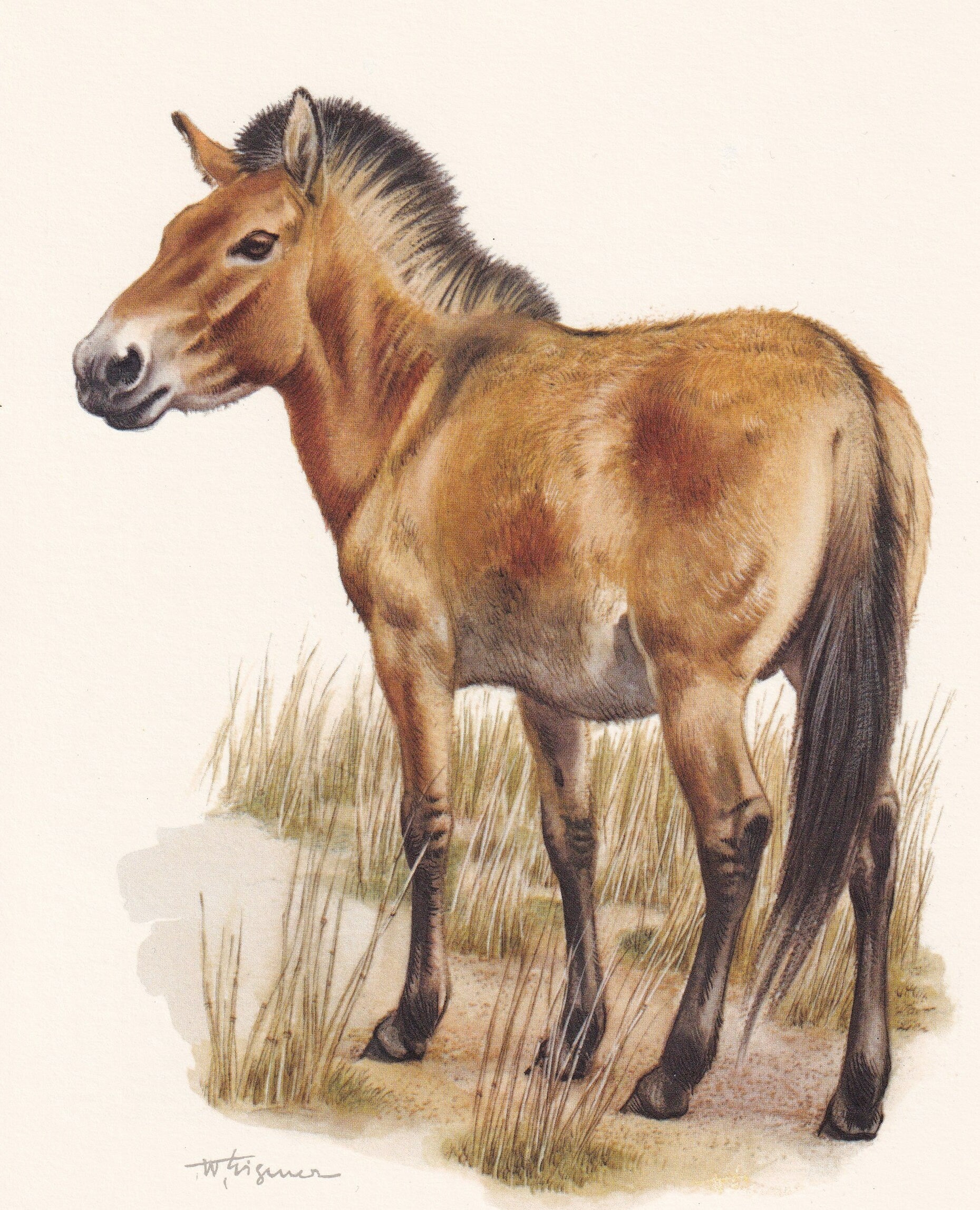 1960 PRZEWALSKI'S HORSE Print - Vintage Animal Print - Animal Illustration - Animal Wall Art - Vintage Mammal Print - 7.5 x 1