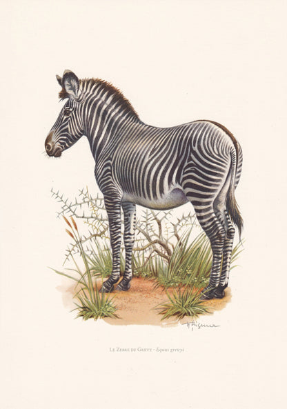 1960 GREVY'S ZEBRA Print - Vintage Animal Print - Animal Illustration - Animal Wall Art - Vintage Mammal Print - 7.5 x 10.6 I
