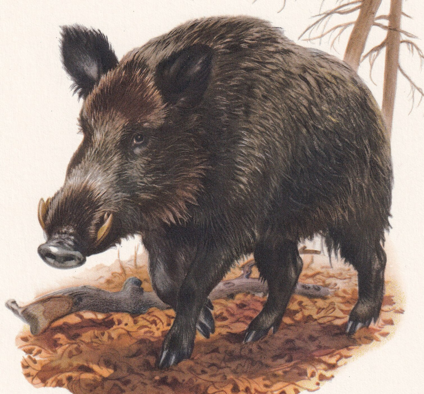1960 WILD BOAR Print - Vintage Animal Print - Animal Illustration - Animal Wall Art - Vintage Mammal Print - 7.5 x 10.6 Inche
