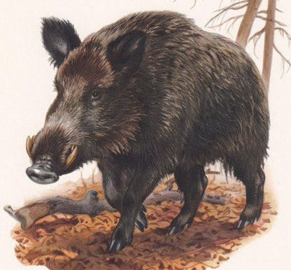 1960 WILD BOAR Print - Vintage Animal Print - Animal Illustration - Animal Wall Art - Vintage Mammal Print - 7.5 x 10.6 Inche