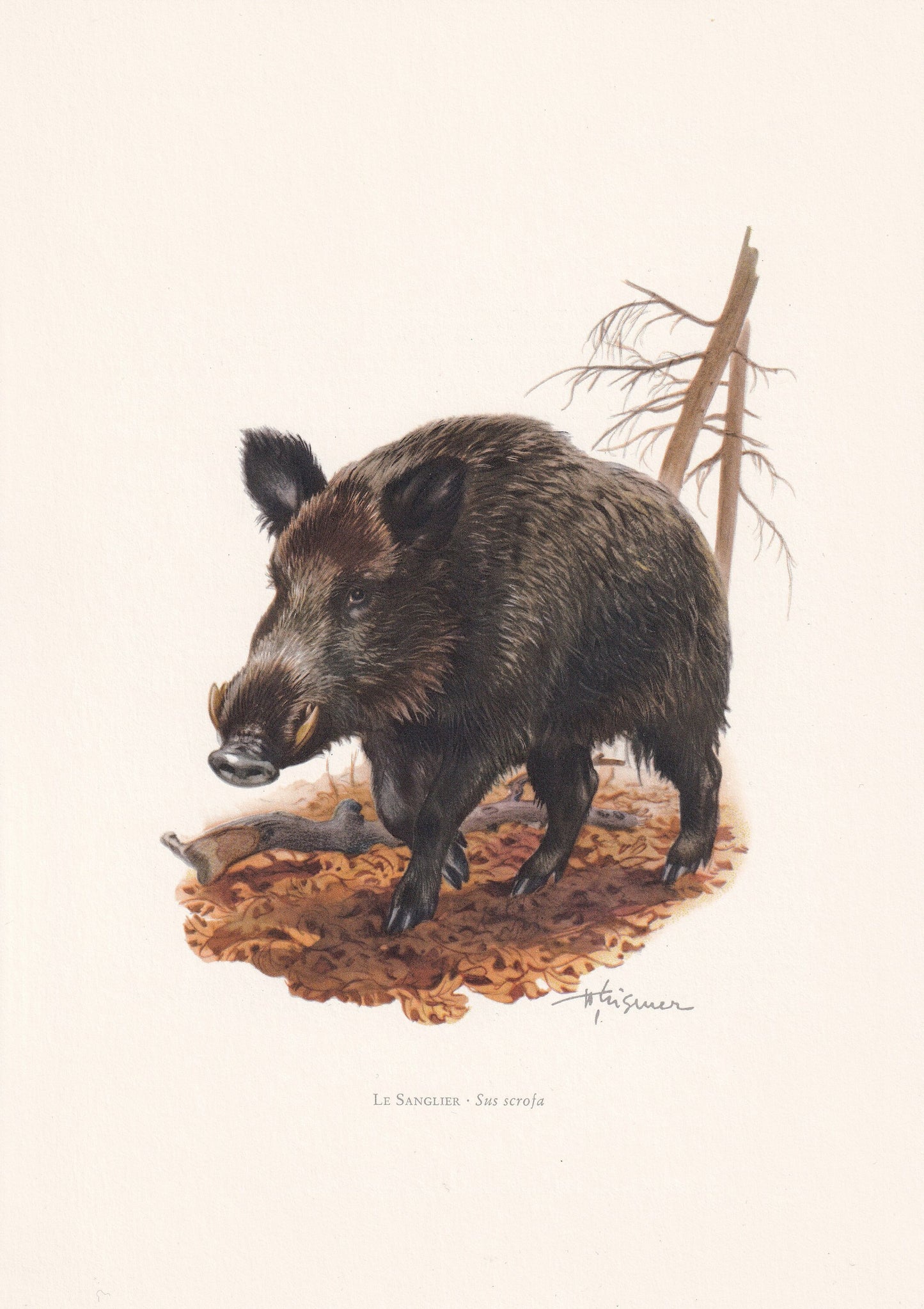 1960 WILD BOAR Print - Vintage Animal Print - Animal Illustration - Animal Wall Art - Vintage Mammal Print - 7.5 x 10.6 Inche